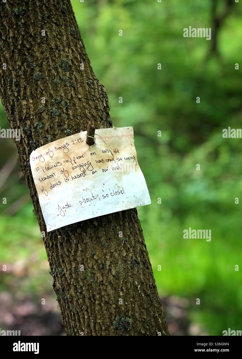 Ein bibelvers über den Frühling, der auf einen Baum im Wald getackt wurde Stockfoto