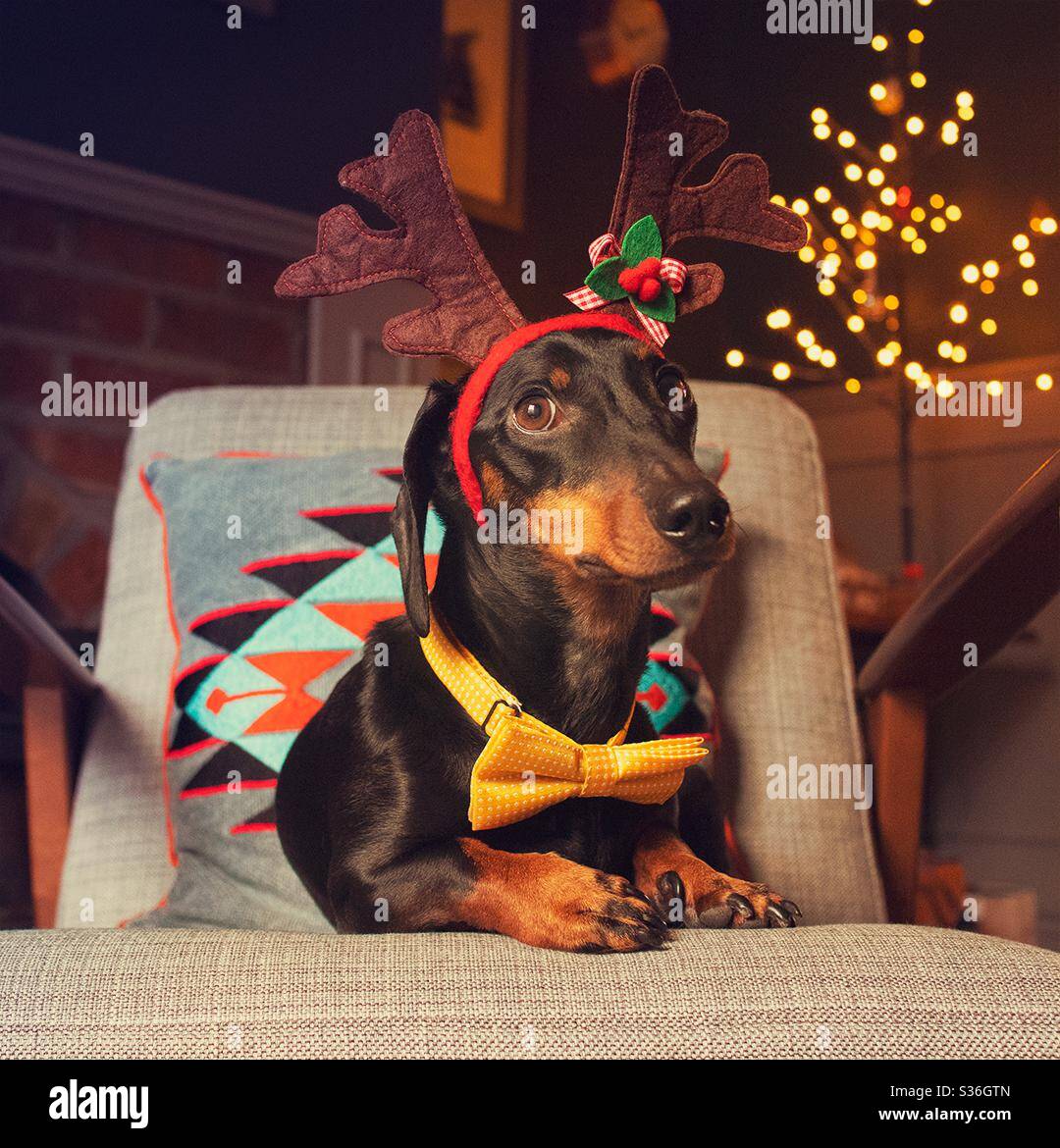 Niedlicher Weihnachtswurst Hund - Smartphone-aufgenommenes Stockfoto