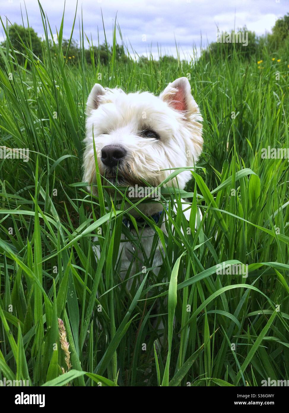 West Highland Terrier sitzt im langen Gras Stockfoto