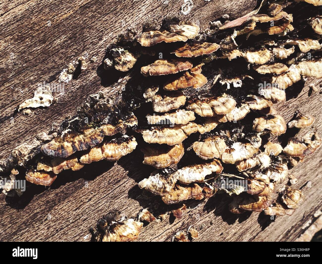 Putenschwanz-Pilz aus nächster Nähe auf einem gefallenen Baum gesehen. Trametes versicolor Pilze. Polypore Holzfäule Pilz auf einem toten Baumstamm in Wald Stockfoto