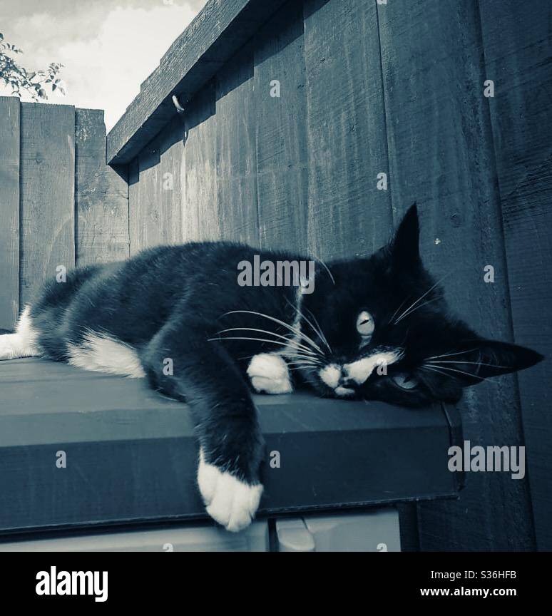 Ein Foto einer glücklichen schwarz-weißen Katze, die in einer entspannten Pose auf dem Dach eines Gartenschuppens im Freien einsackte. - Smartphone-aufgenommenes Stockfoto