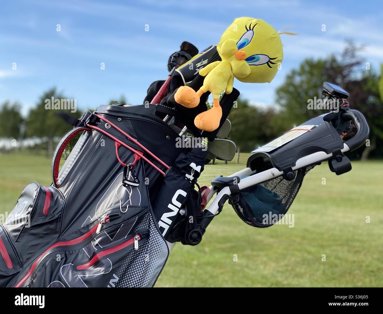 Tweety Pie Fahrer Golf Kopfabdeckung auf einem Golfclub, der in einer Golftasche auf einem Golfwagen auf einem Golfplatz ruht Stockfoto