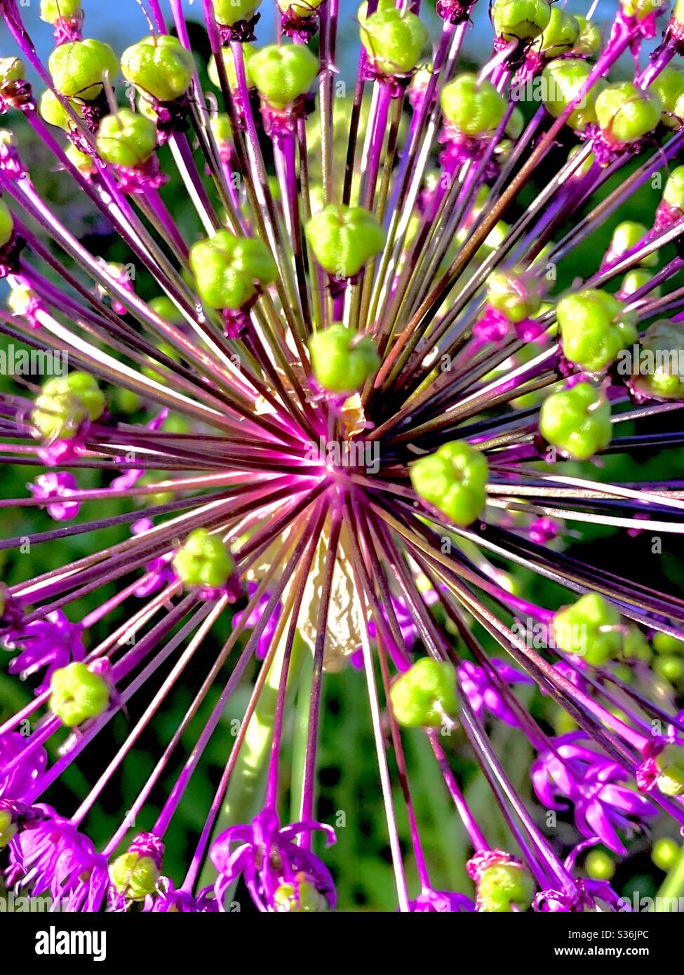 Allium-Blüte Stockfoto