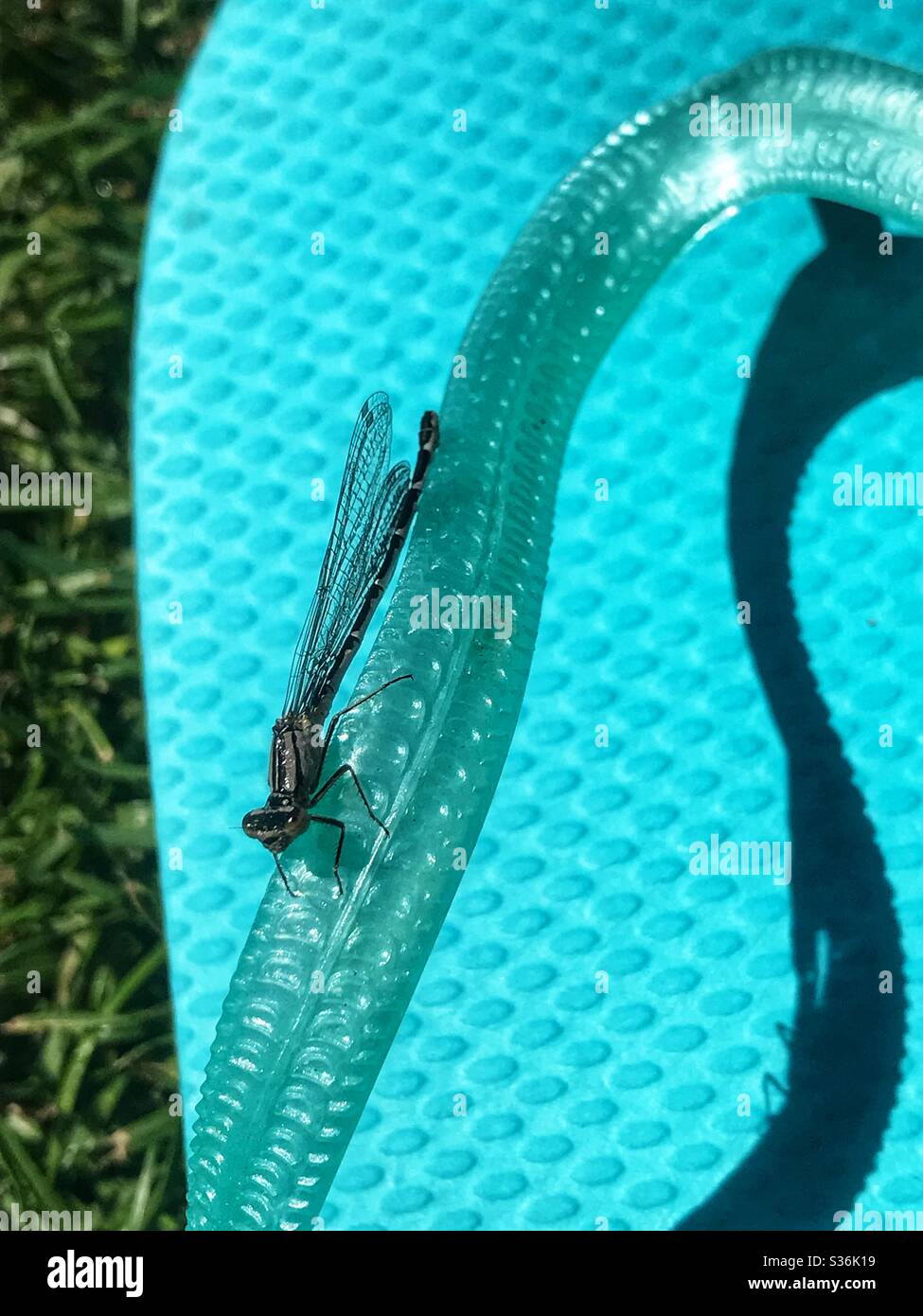 Dragonfly auf einem Flip Flop Stockfoto
