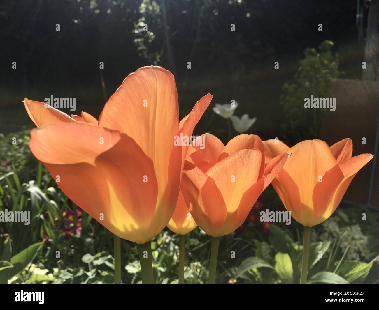 Orange Tulpe Blumen Stockfoto