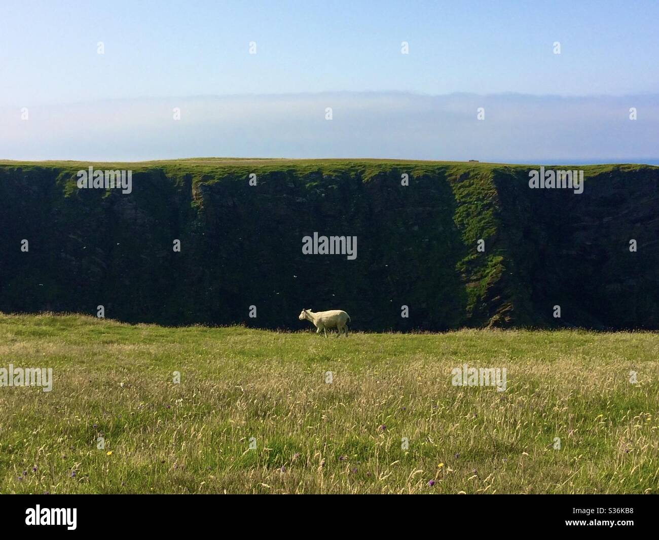 Schafe, die an einer Klippe entlang laufen Stockfoto