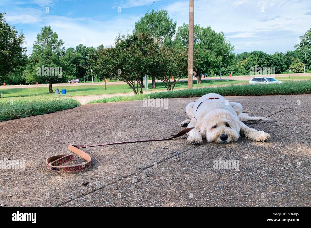Der Golddoodle Hund ist von ihrem Spaziergang im Park abgenutzt. Stockfoto