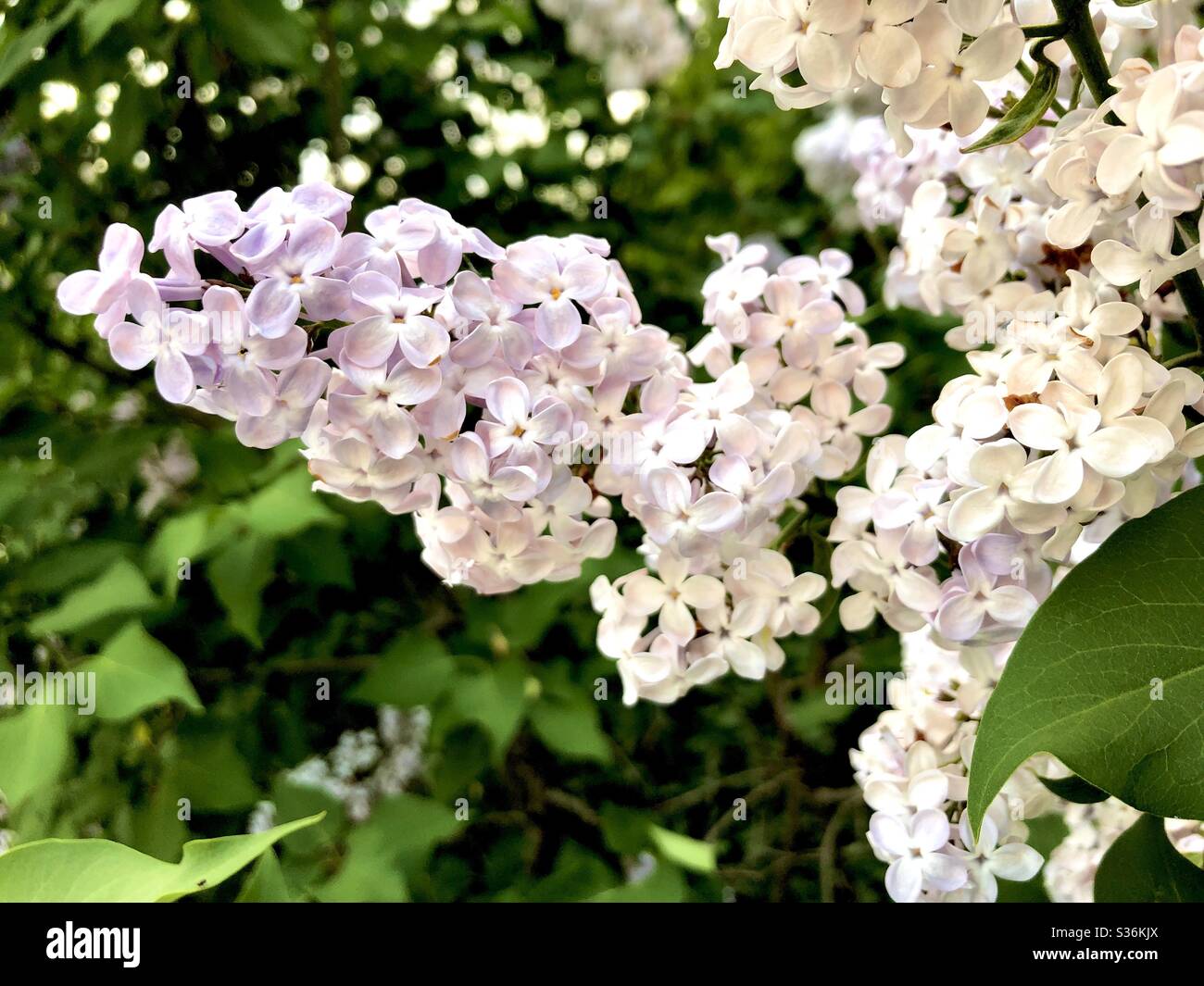 Lila blüht im Frühling im Garten - Smartphone-aufgenommenes Stockfoto