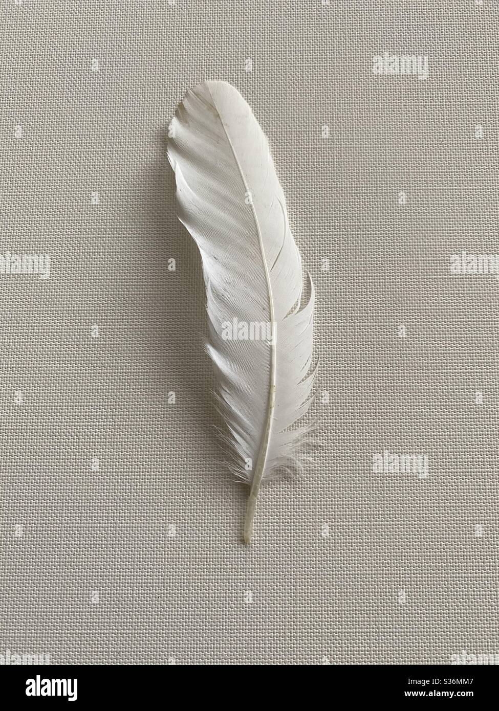 Stillleben einer weißen Vogelfeder auf neutral getöntem Leinwandhintergrund Stockfoto