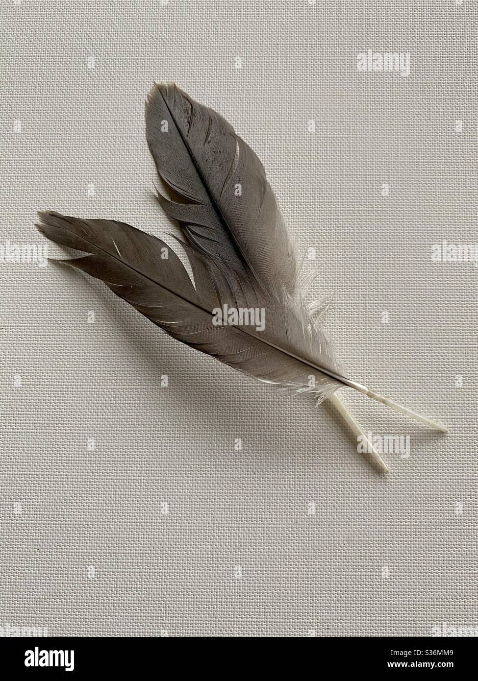 Stillleben von zwei braunen Vogelfedern auf neutralem Ton Leinwand Hintergrund Stockfoto