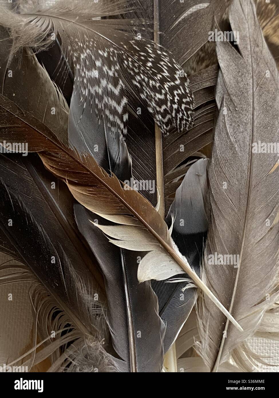 Abstrakter Hintergrund von braunen Vogelfedern Stockfoto