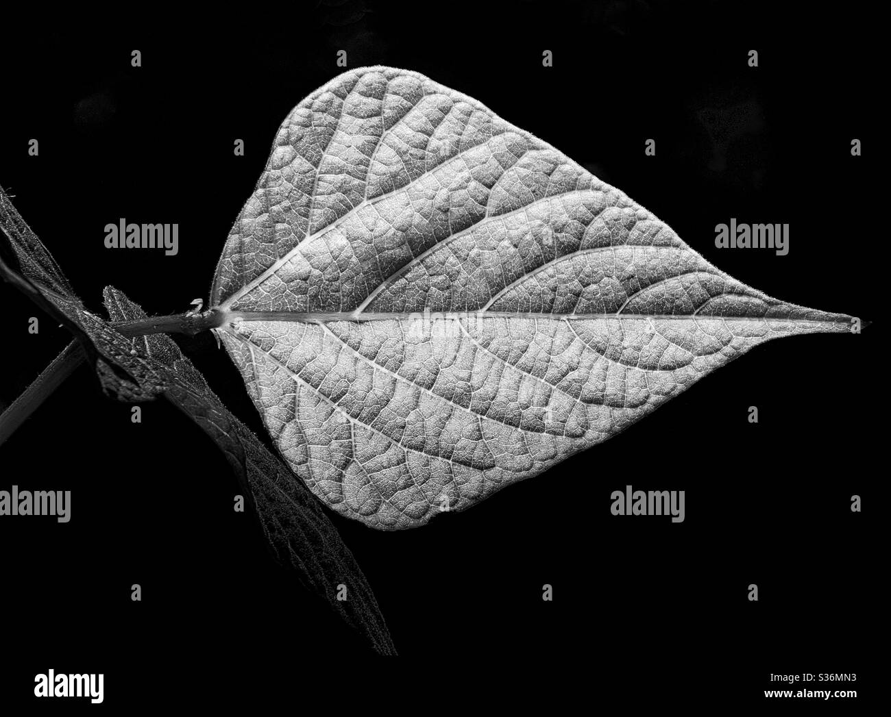 Nahaufnahme eines Blattes einer Läuferbohnenpflanze vor einem dunklen Hintergrund. Ein schöner silberner Speerkopf mit jedem Detail deutlich sichtbar. Schwarzweiß-Fotografie. Stockfoto