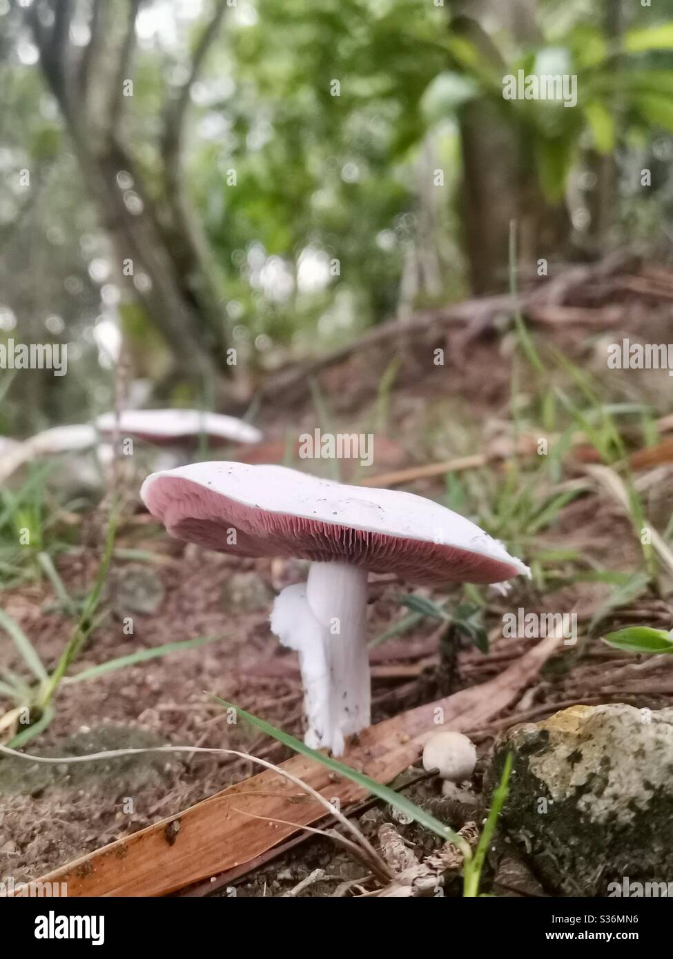 Weiße Pilze erscheinen nach Beginn der Regenzeit in Hongkong. - Smartphone-aufgenommenes Stockfoto
