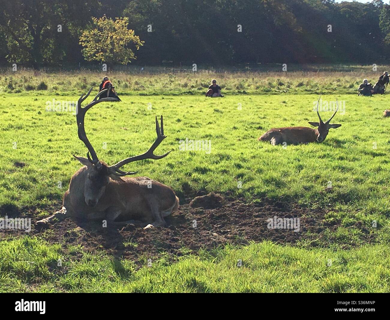 Hirsche im Schlamm whlen - Smartphone-aufgenommenes Stockfoto