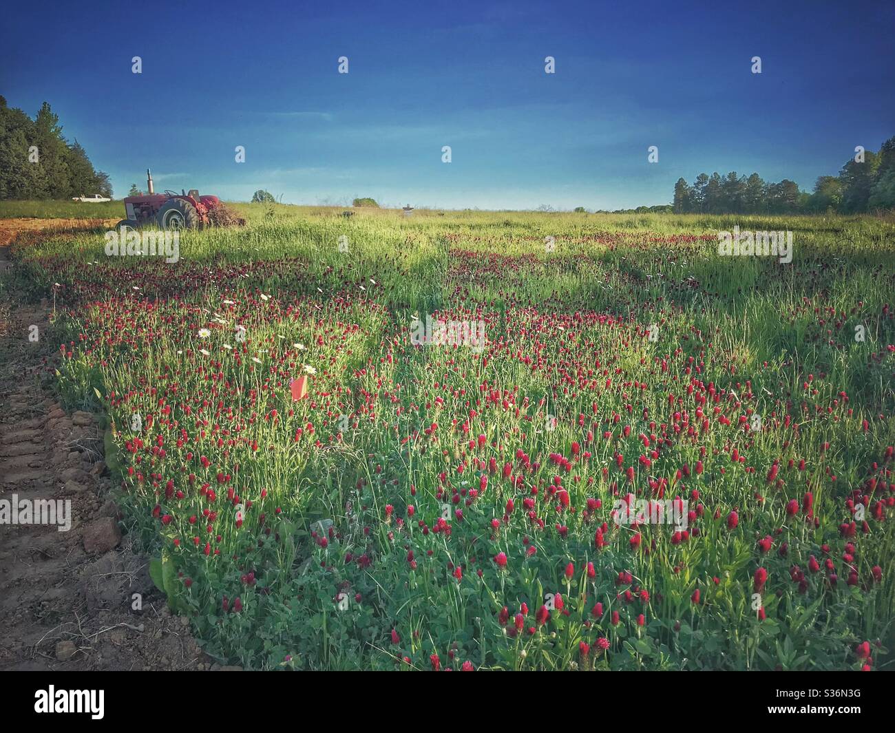 North Carolina Feld von Purpurklee mit rotem Traktor im Frühjahr - Smartphone-aufgenommenes Stockfoto