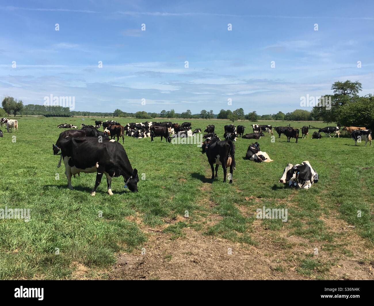 Schwarze und weiße Kühe Kühe weiden an einem trüben Frühlingstag eine Wiese Stockfoto