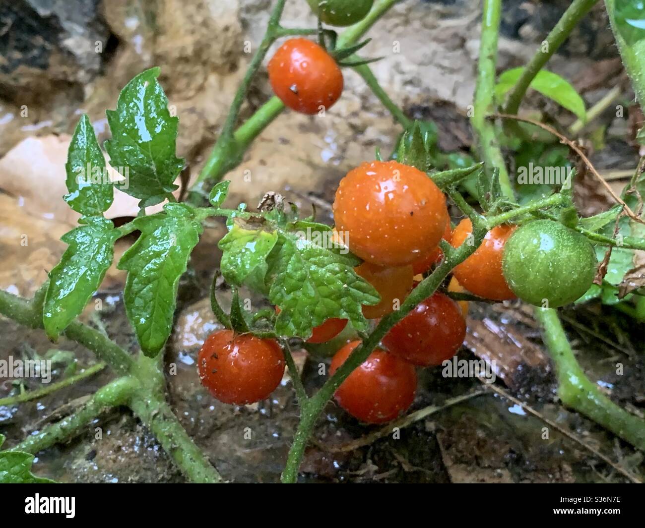 Nasse Kirschtomaten wachsen im Garten - Smartphone-aufgenommenes Stockfoto
