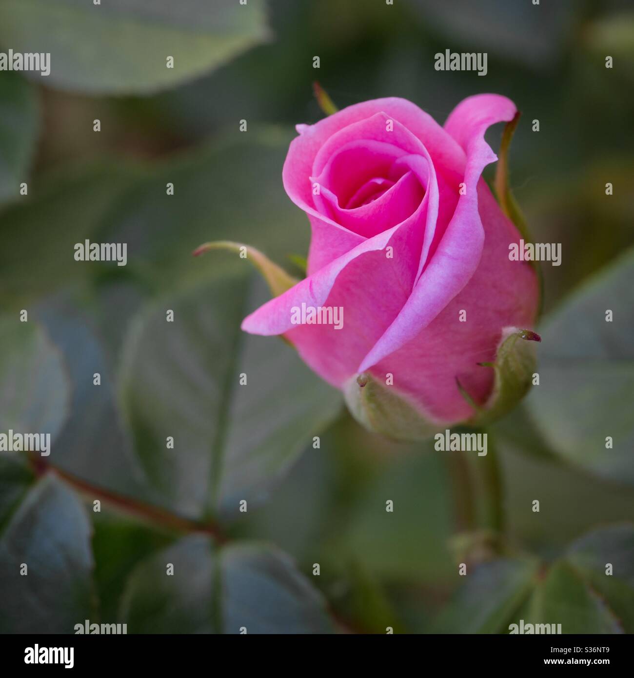 Eine Nahaufnahme einer zarten rosa Rose oder Rosenknospe, umgeben von grünen Blättern Stockfoto