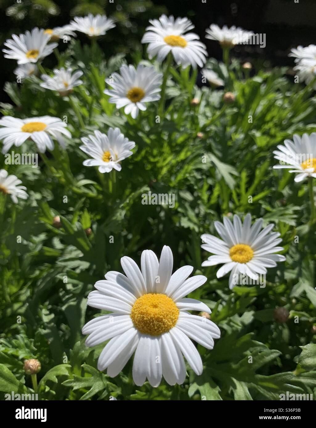 Sommerblumen Stockfoto