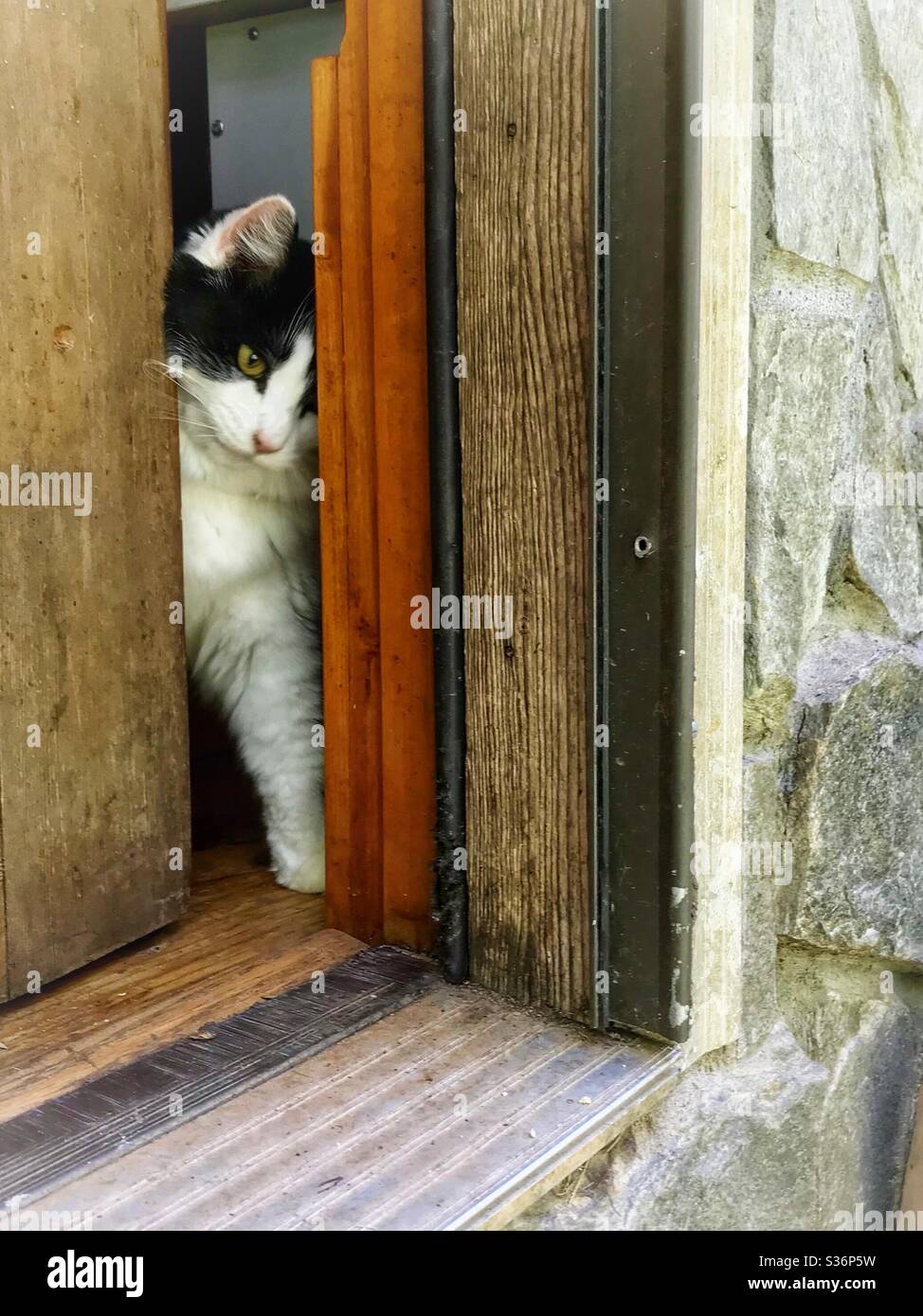 Schwarz-weiße Katze drückt aus der Hintertür Stockfoto