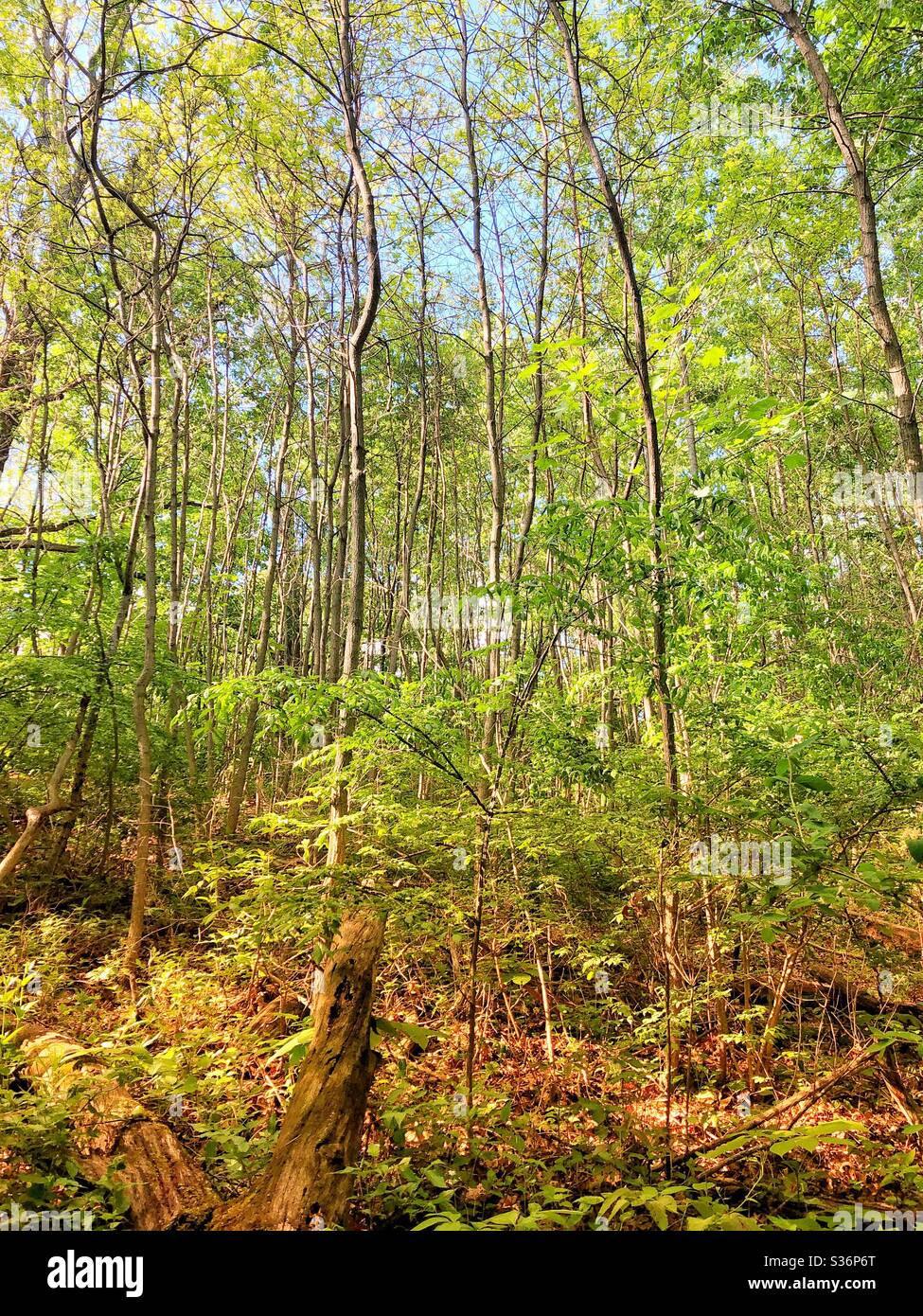 Ein Spaziergang im Wald. Stockfoto