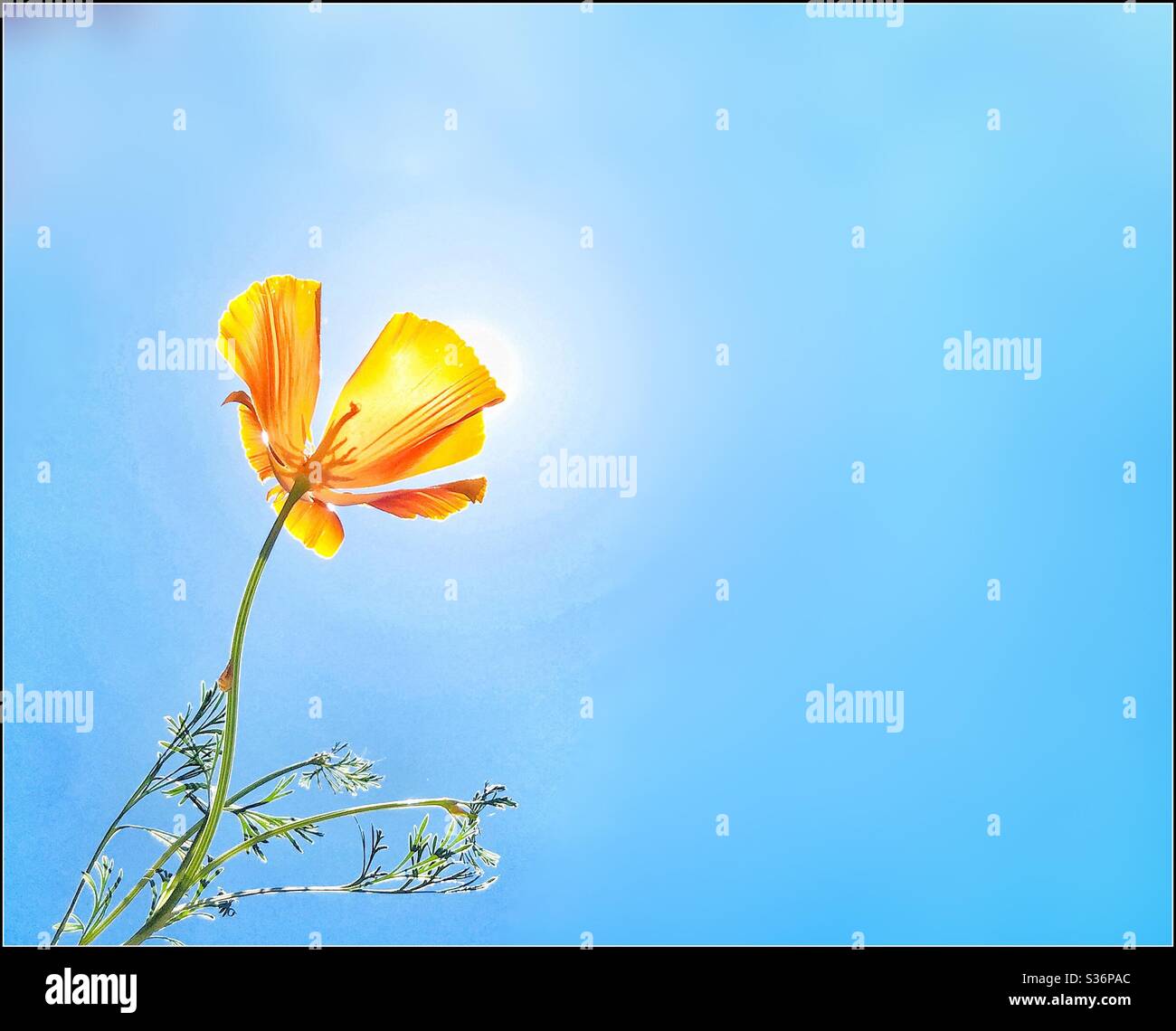 Ein einziger California Poppy im Sonnenlicht. - Smartphone-aufgenommenes Stockfoto