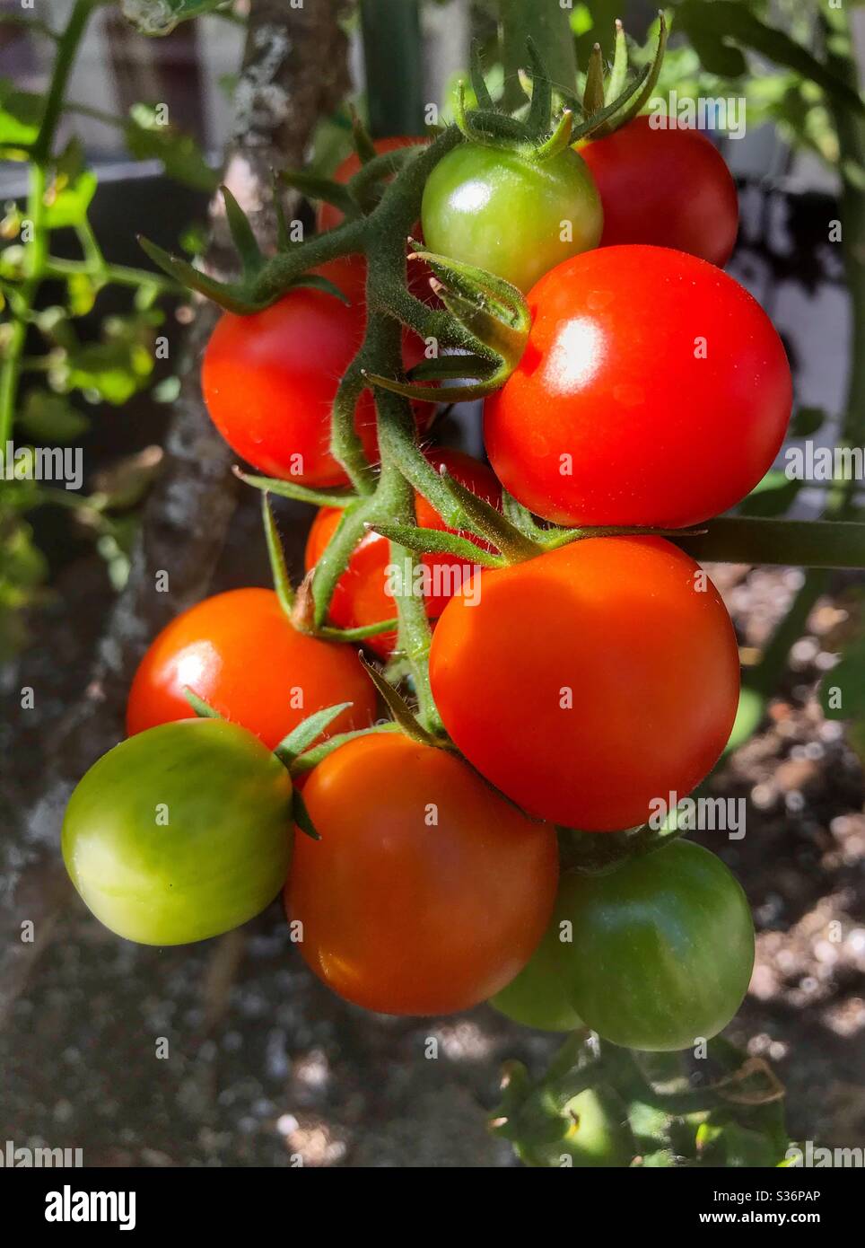 Cherry-Tomaten Reifen am Rebstock Stockfoto