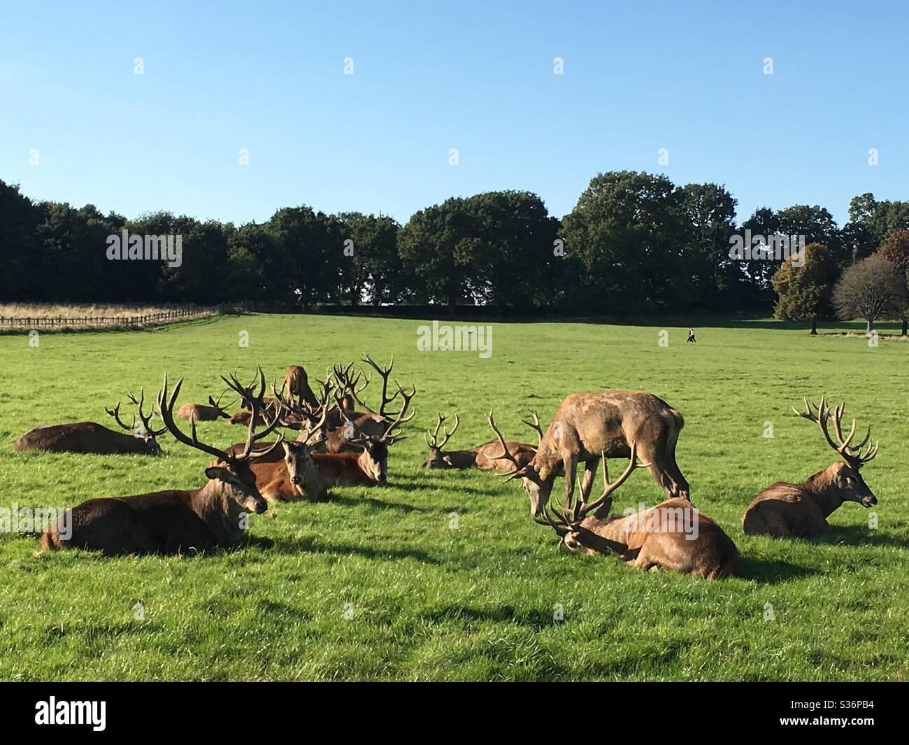 Hirsche, die auf dem Feld liegen - Smartphone-aufgenommenes Stockfoto