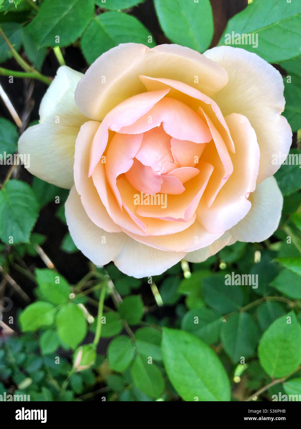 Erröte Aprikose und Cremerose mit gesundem grünen Laub im Garten - Smartphone-aufgenommenes Stockfoto