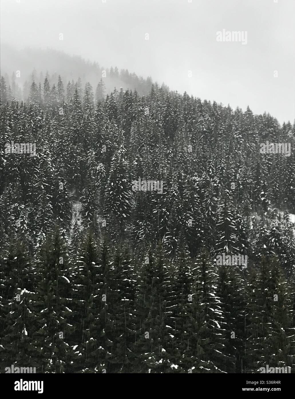 Winterbäume. Die Französischen Alpen. Stockfoto
