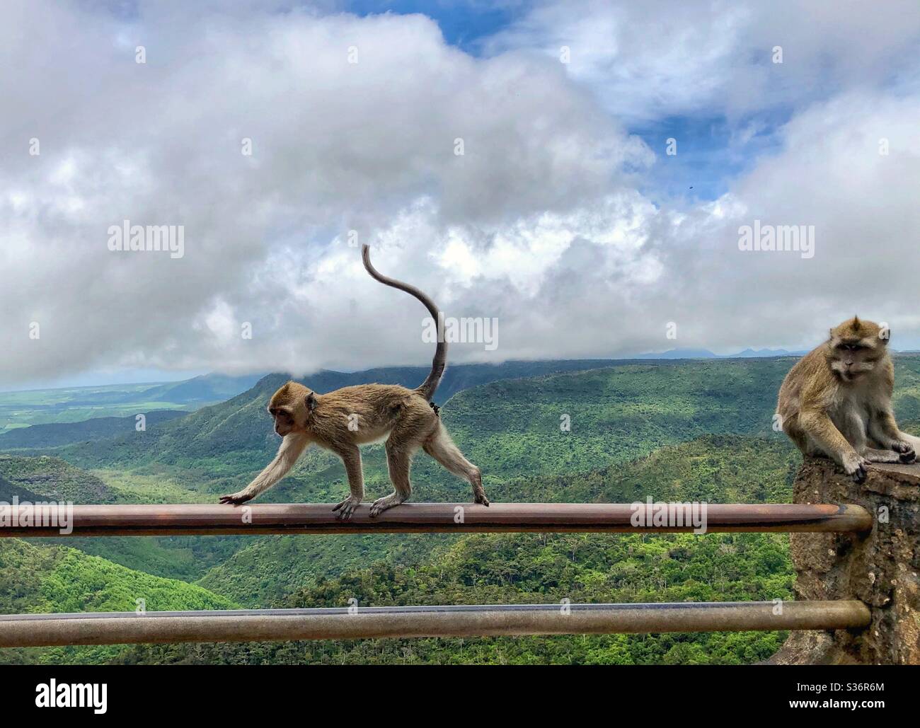 Wilde Affen in tropischer Natur auf Mauritius. - Smartphone-aufgenommenes Stockfoto