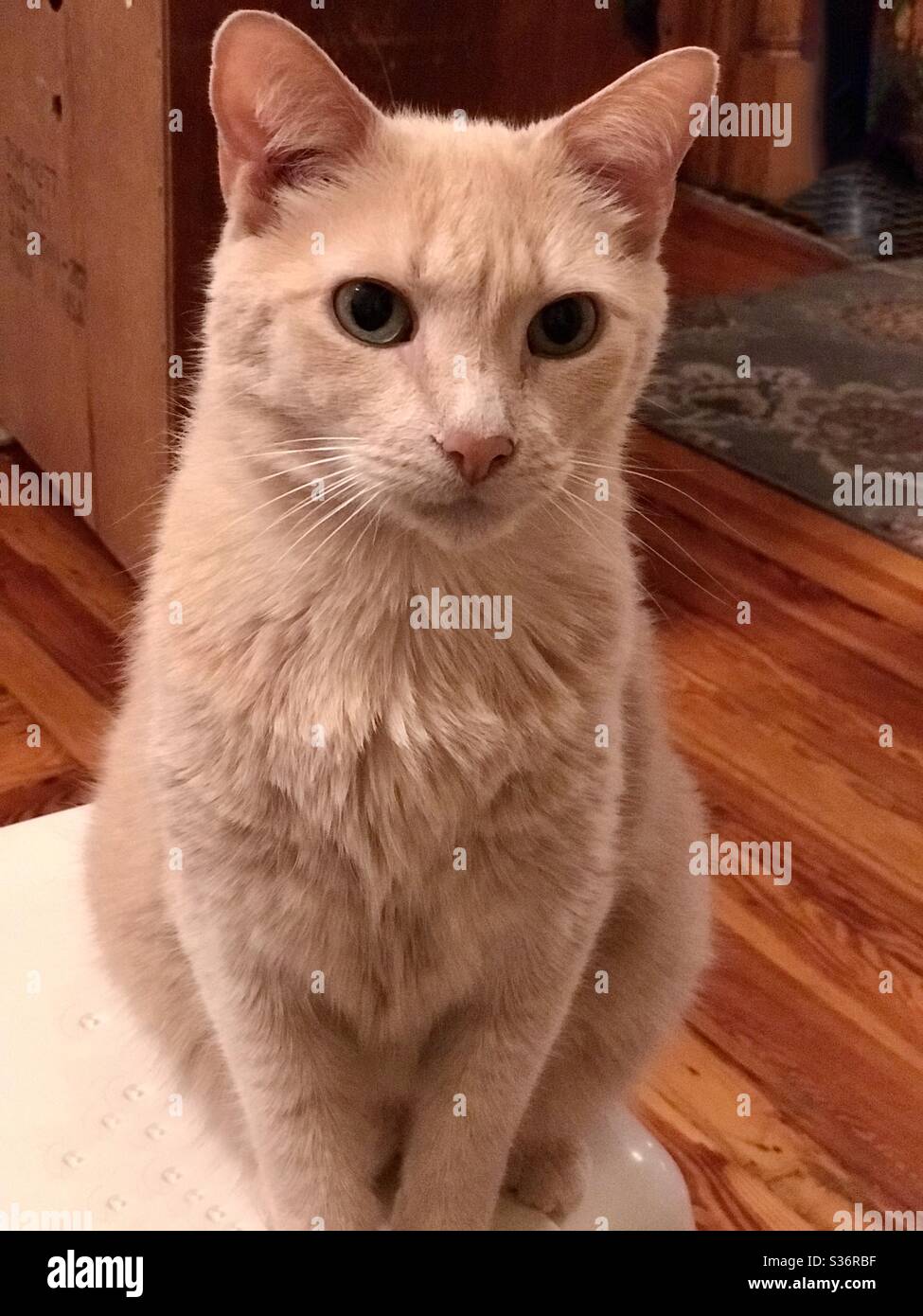 Portrait Foto von schönen Bernstein Kitty-kat, Ingwer oder Orange, kastrierte männliche Katze häusliche oder amerikanische Kurzhaar Indoor Begleiter Haustier mit wunderschönen bernsteinfarbenen Augen auf einem Stuhl stehen Stockfoto