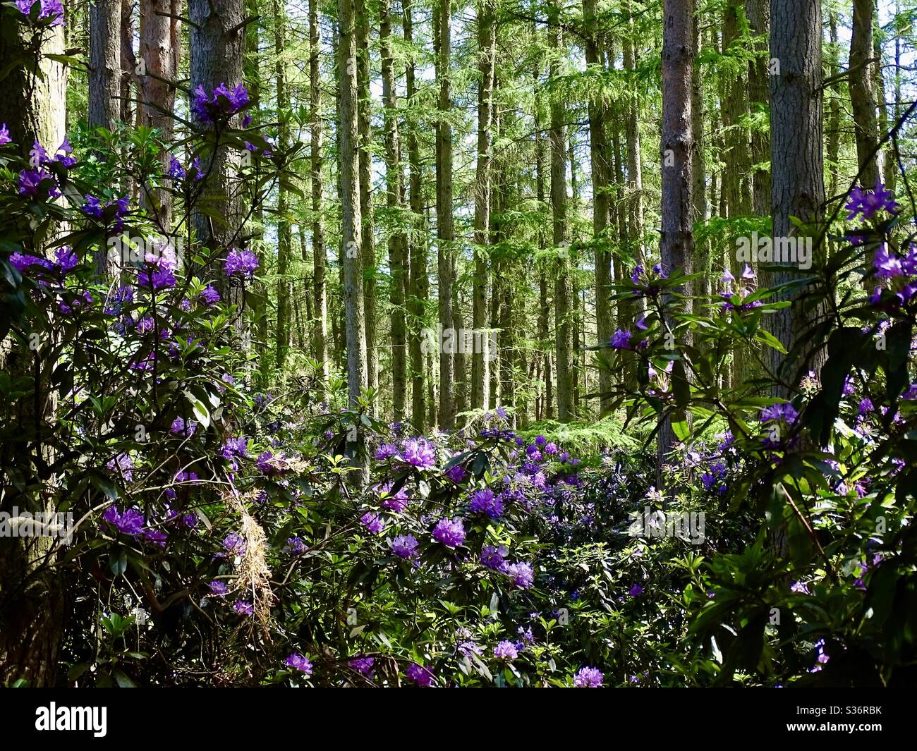 Hohe Bäume in einem Wald im Frühling in England Stockfoto