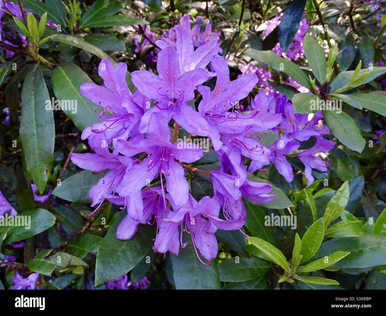 Schöne lila Rhododendron blüht im Frühling in England Stockfoto