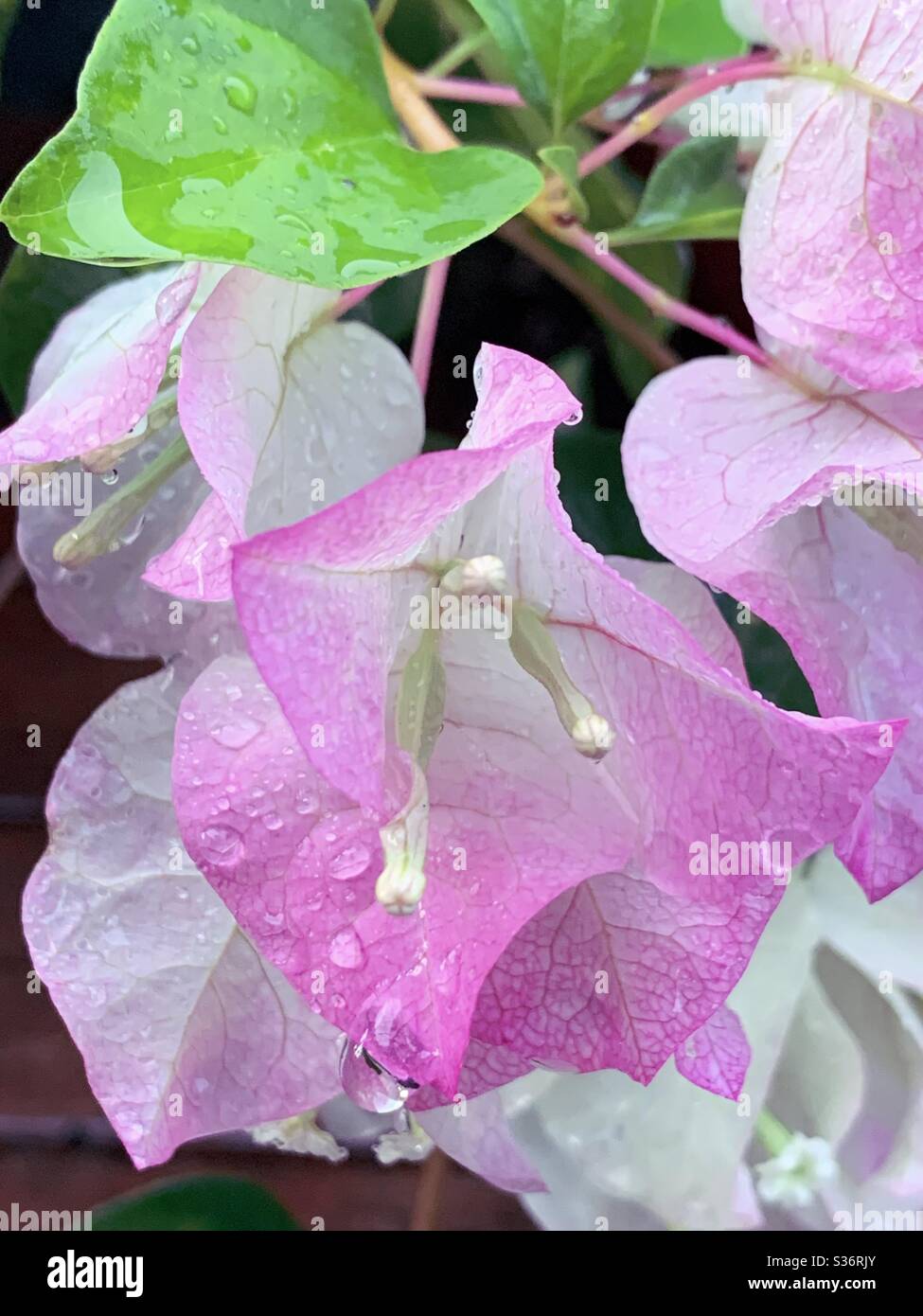 Nahaufnahme von winzigen weißen Bougainvillea- oder Bougainville-Blumen in pastellrosa und weißen Deckblättern Stockfoto