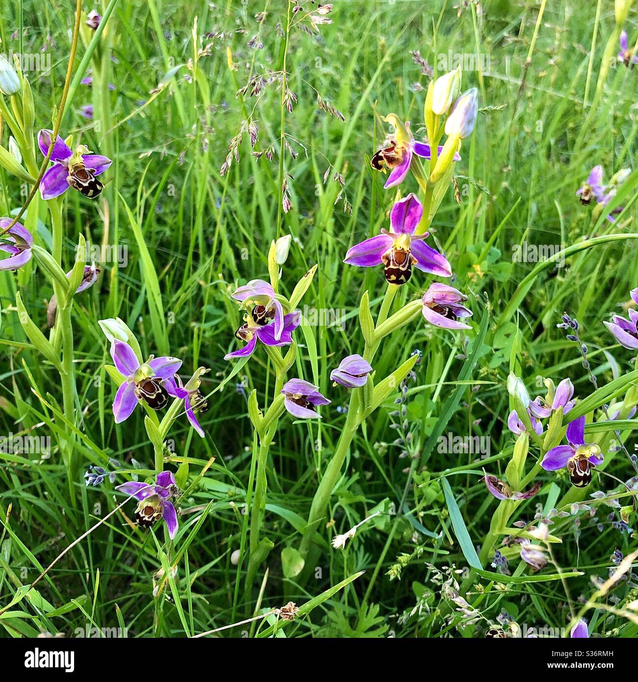 Bienenorchideen (Ophrys apifera) wachsen wild im französischen Garten. Stockfoto