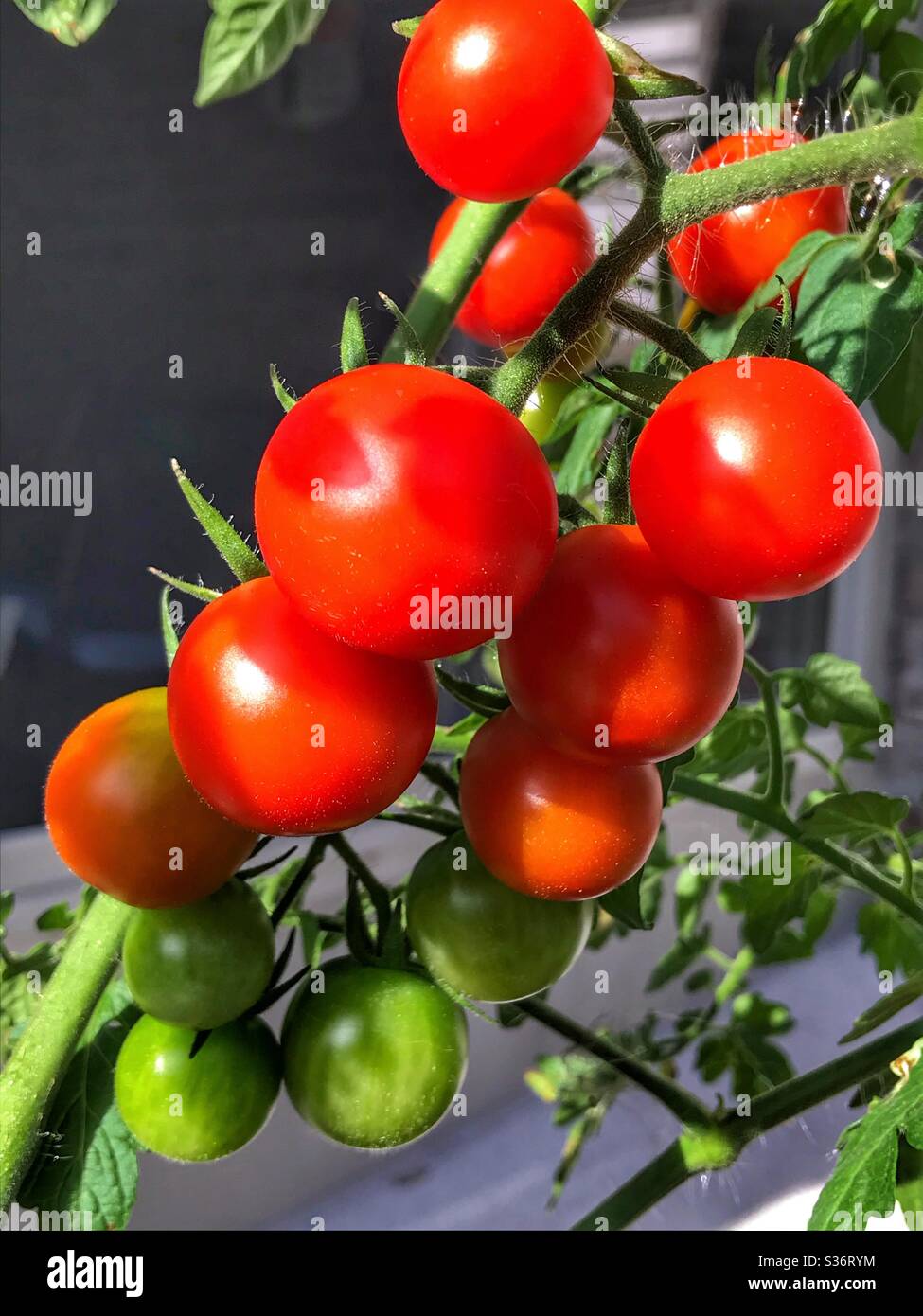 Cherry-Tomaten Reifen am Rebstock - Smartphone-aufgenommenes Stockfoto