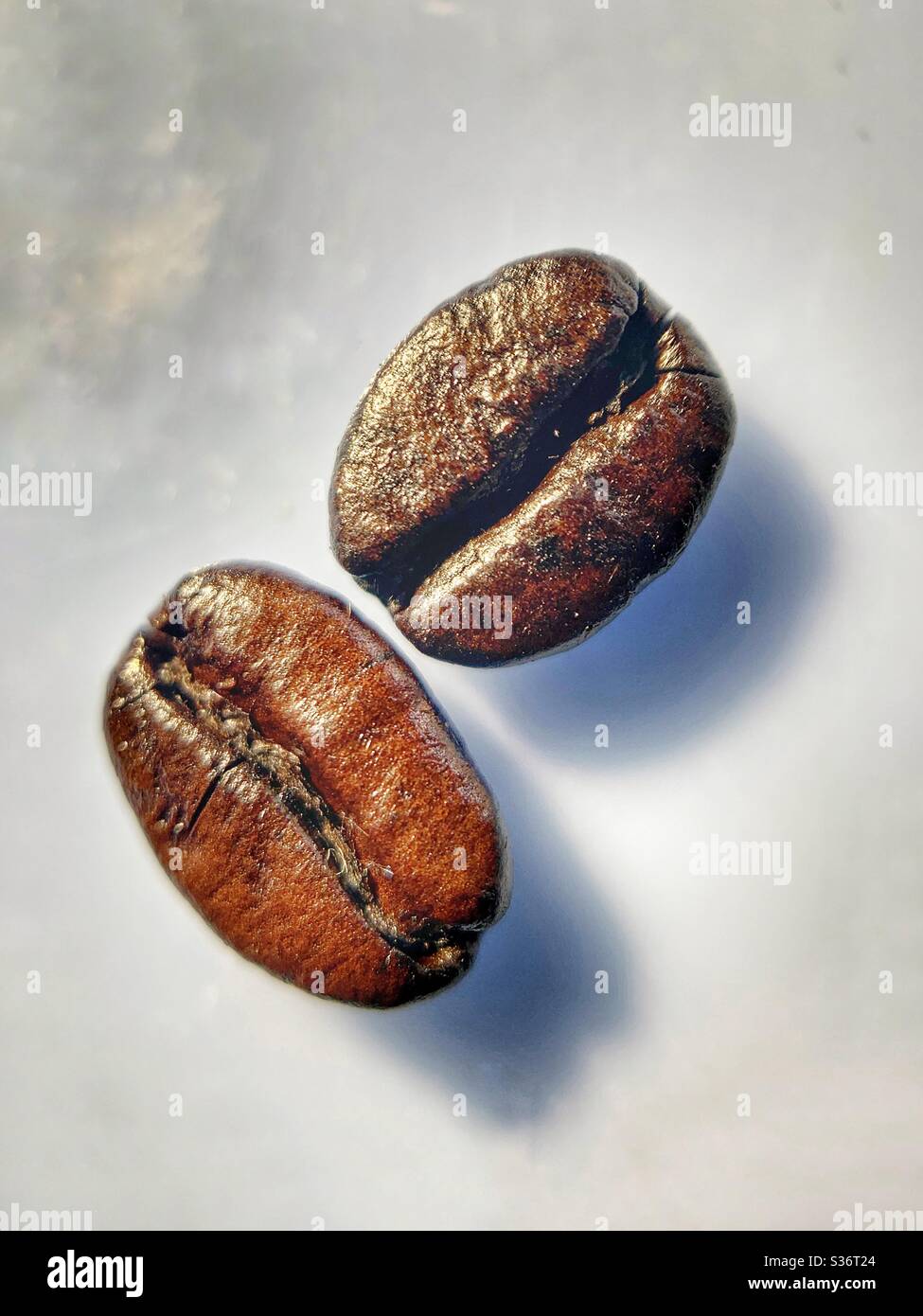 Zwei Kaffeebohnen ganz dunkel geröstet Nahaufnahme - Smartphone-aufgenommenes Stockfoto