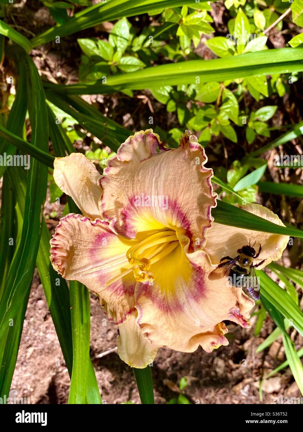 Bunte Iris Blume mit einer großen Biene Stockfoto