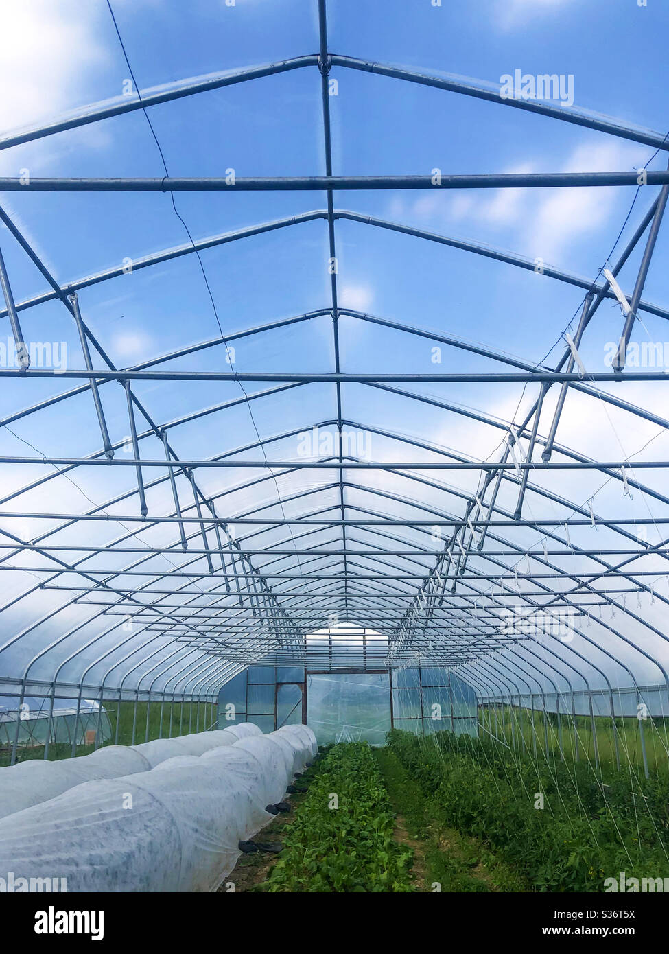 Großer blauer Himmel Innere des Gewächshauses auf Bio-Gemüsefarm. Architektur Struktur und Organisation treffen auf flauschige Wolken und üppige Pflanzenwelt. Psychische Gesundheit Wohlbefinden Konzepte auch gesunde Ernährung Leben Stockfoto