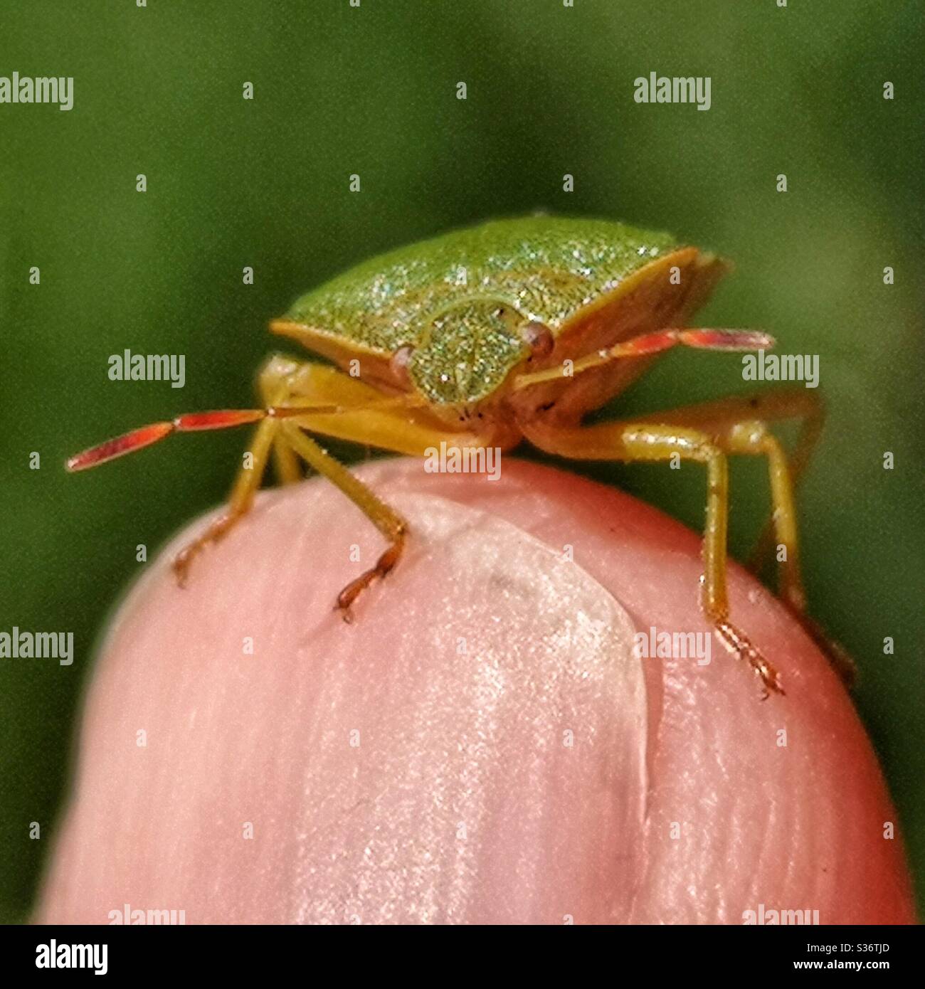 Grüner Schild Bug auf dem Finger Stockfoto