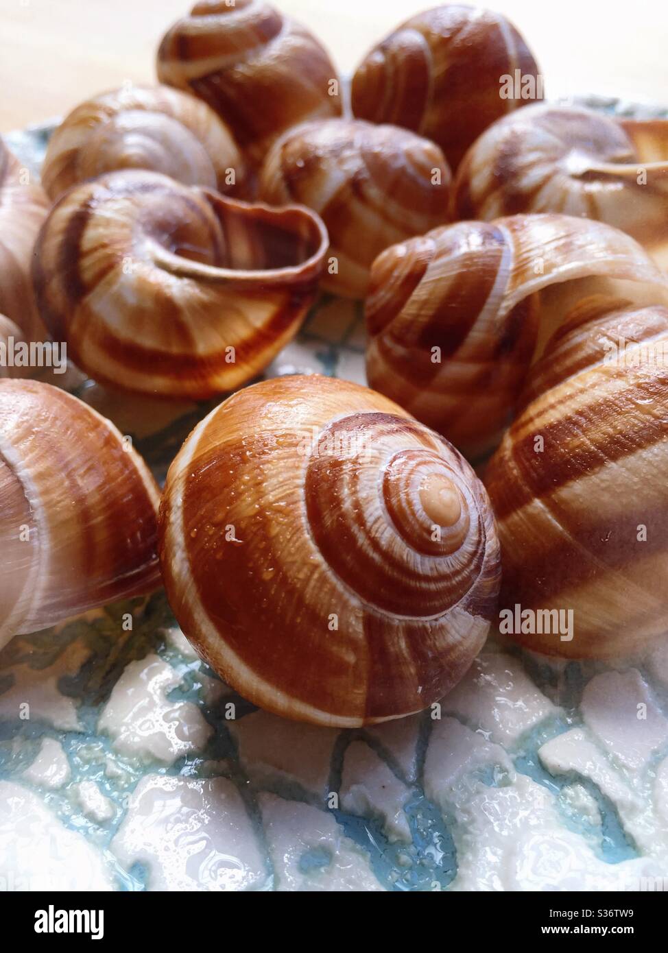 Stillleben von Schneckenschalen, die bei der Zubereitung und Präsentation der ikonischen französischen Gourmet-Gericht Escargot verwendet werden - Smartphone-aufgenommenes Stockfoto