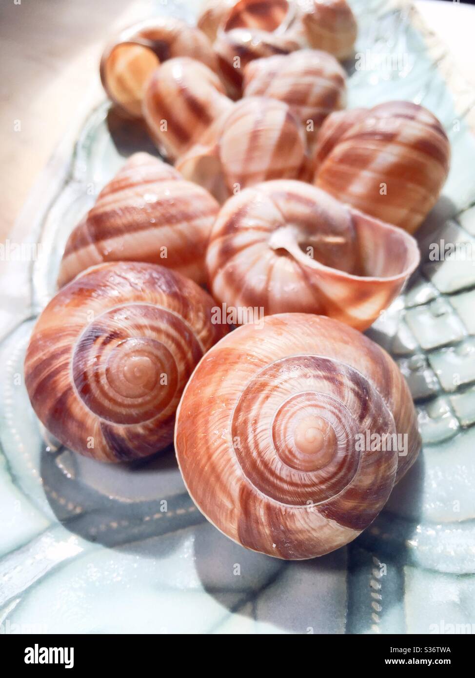 Schneckenschalen werden bei der Zubereitung und Präsentation der ikonischen französischen Gericht Escargot verwendet - Smartphone-aufgenommenes Stockfoto