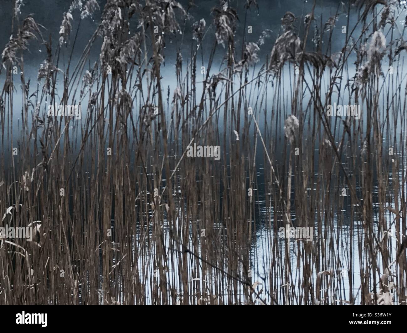 Schilf in Loch ARD, Schottland. Stockfoto
