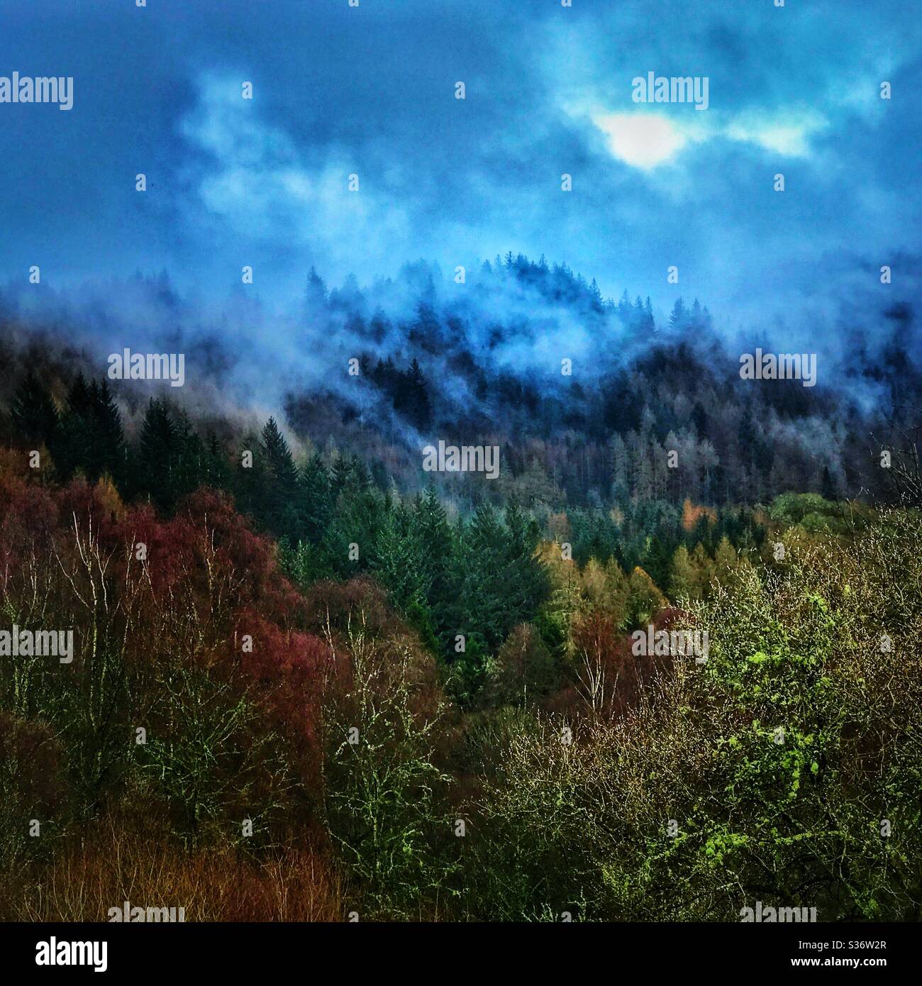 Nebliger Loch Ard Forest, Schottland. Stockfoto
