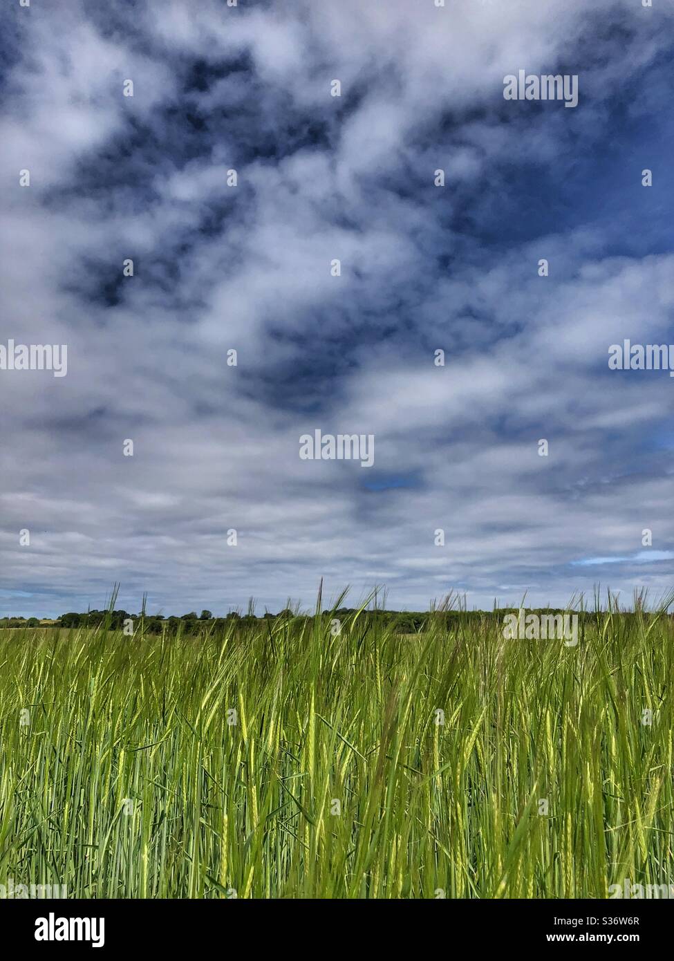 Weizenfeld in Dalham Suffolk - Smartphone-aufgenommenes Stockfoto