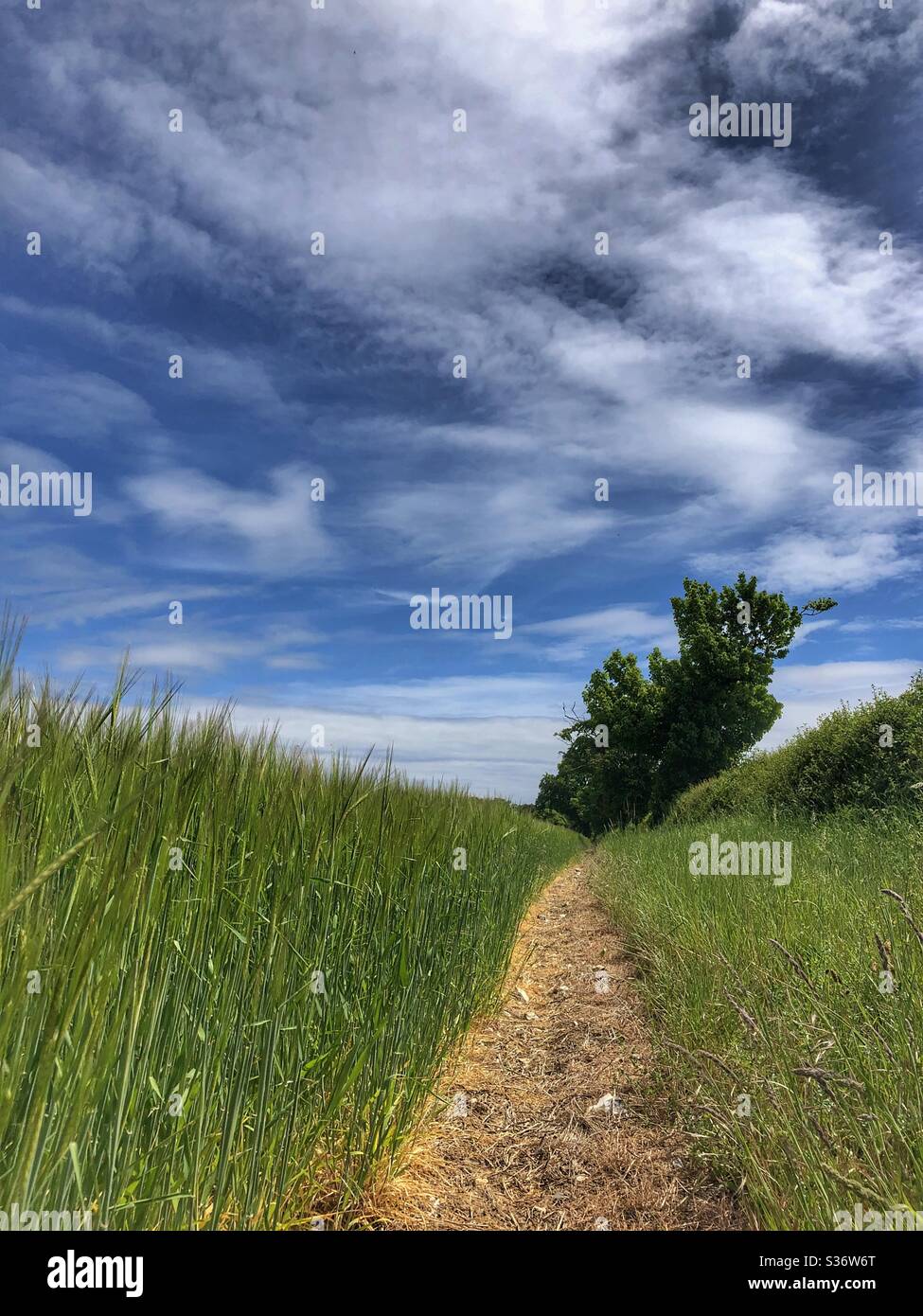 Weizenfeld in Dalham Suffolk - Smartphone-aufgenommenes Stockfoto