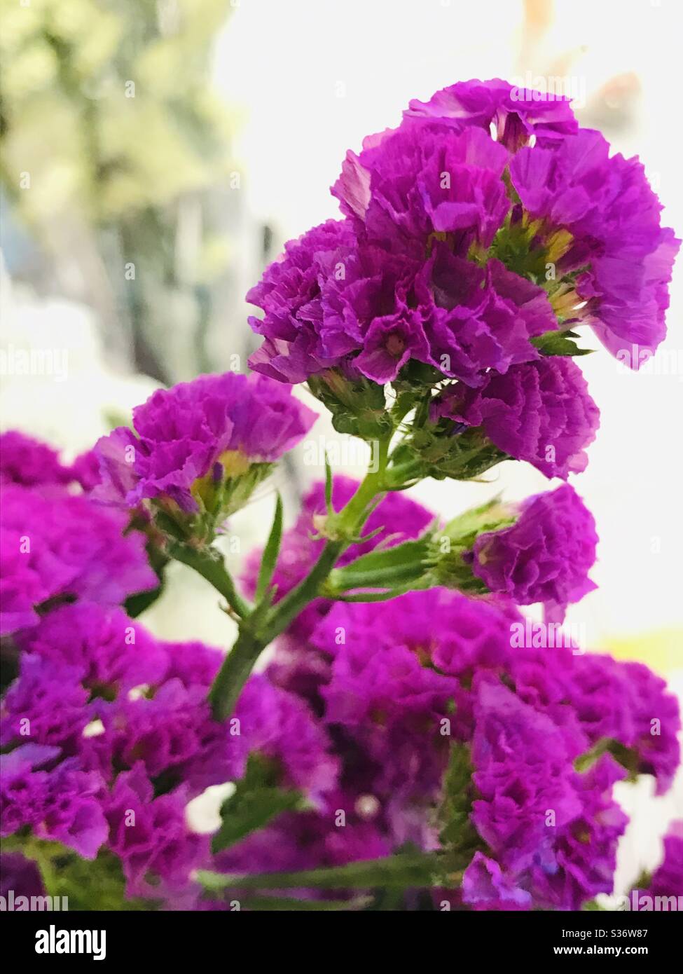 Baby's Atem (Gypsophila paniculata) -Bündel von rosa Füllblume zum Verkauf in einem Strauß, ein gezoomtes Bild - Magenta Blume Stockfoto