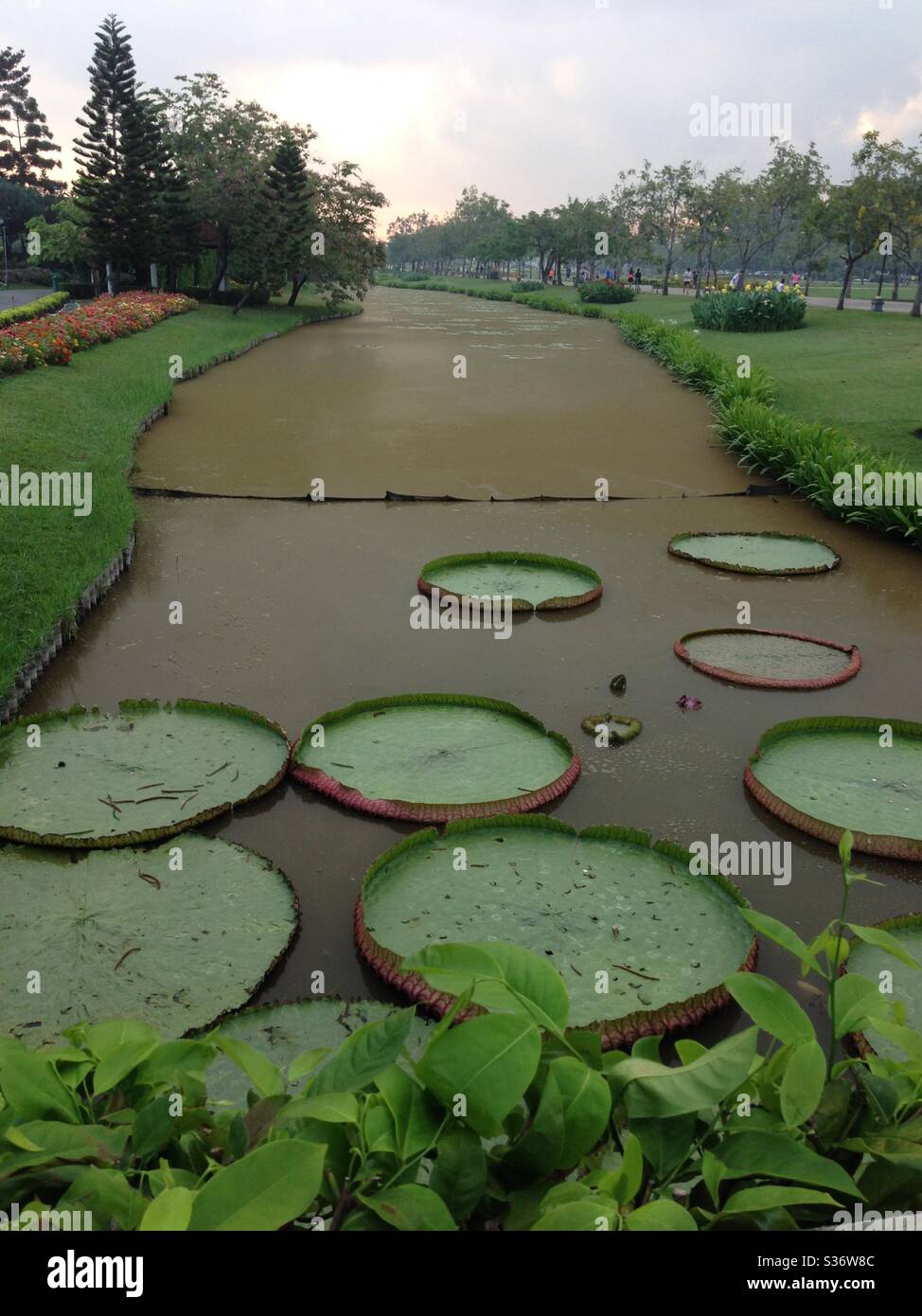 8 Lotusblätter streuen sich morgens in einem Strom und fühlen sich grün und frisch an Stockfoto