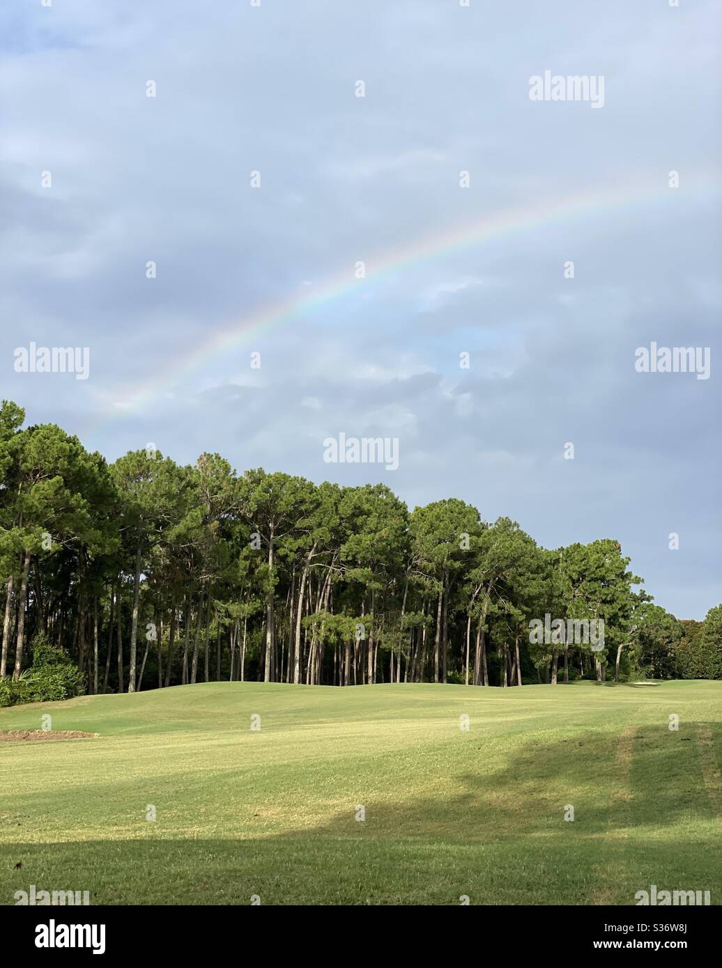 Bunte Regenbogen über grünen Gras Landschaft mit großen Wald Pinien Stockfoto